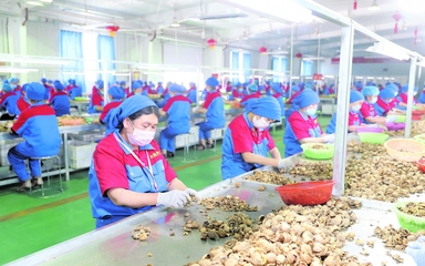 龍頭企業 引領現代農業發展的“領跑者”——以資金、技術、設備與理念驅動產業升級